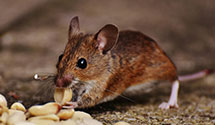 24 Hour & Emergency Exterminators in Lake City, IL